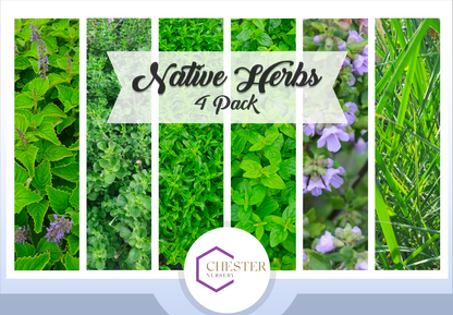 Australian Edible Native - Herb Pack (punnets of 4)