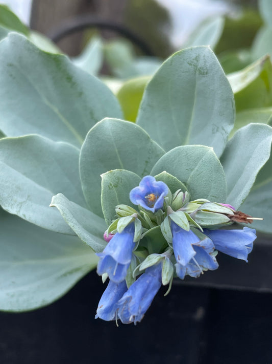 Oyster Leaves - Hanging Pot (115mm)