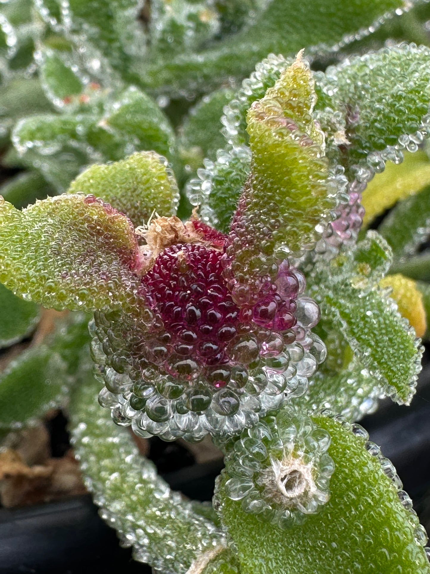 Crystal Ice Plant - Hanging Pot (115mm)