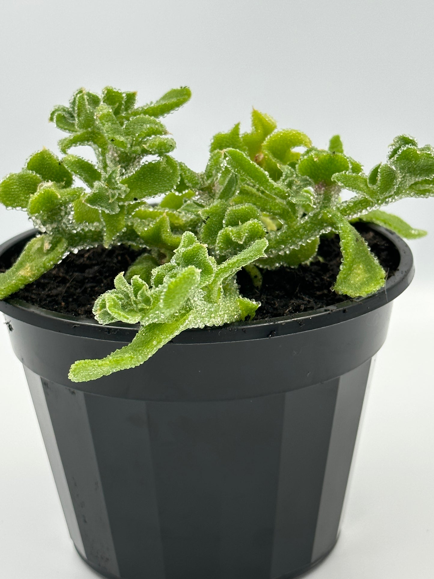 Crystal Ice Plant - Hanging Pot (115mm)