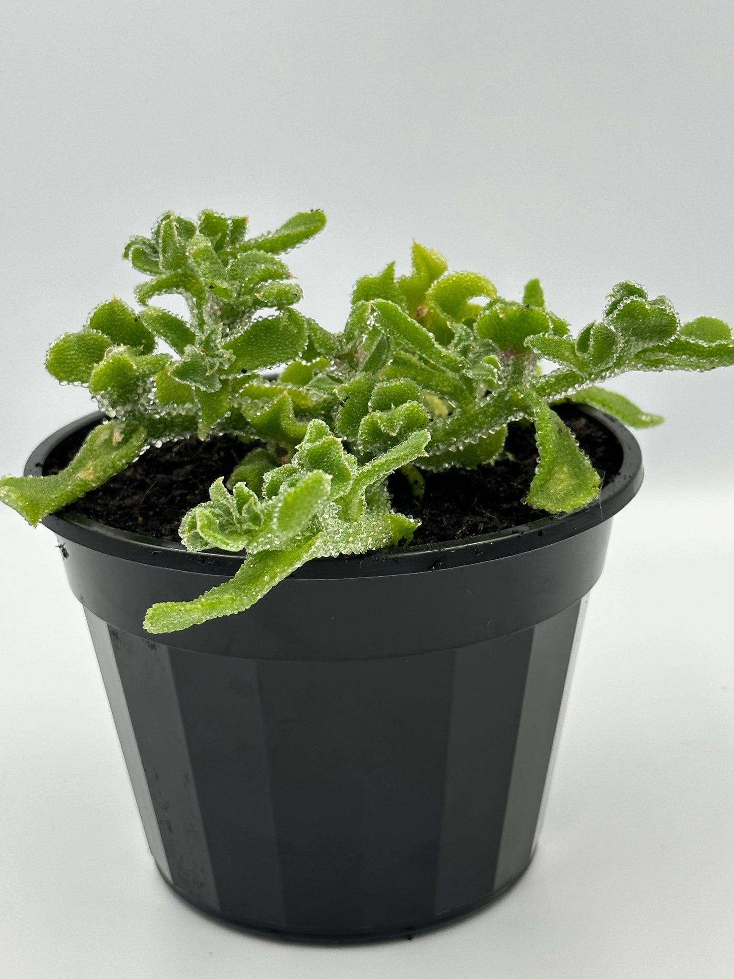 Crystal Ice Plant - Hanging Pot (115mm)