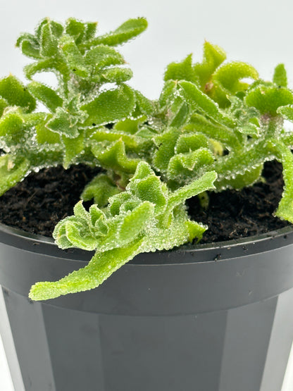 Crystal Ice Plant - Hanging Pot (115mm)