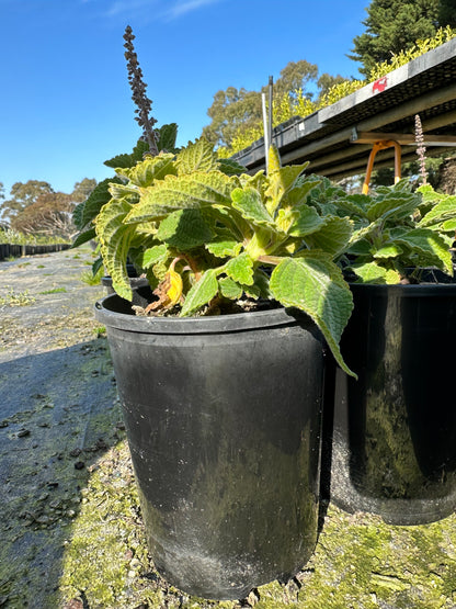 Bush Basil - 135mm Pots