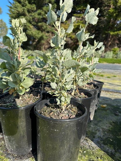 Salt Bush - 135mm Pots