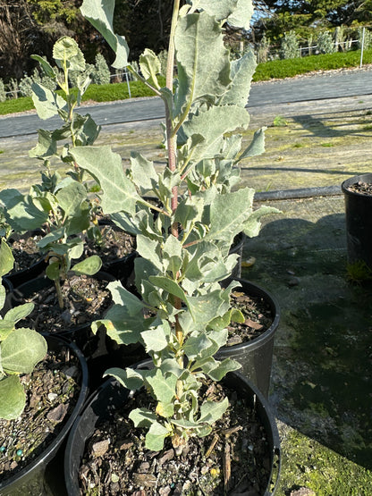 Salt Bush - 135mm Pots