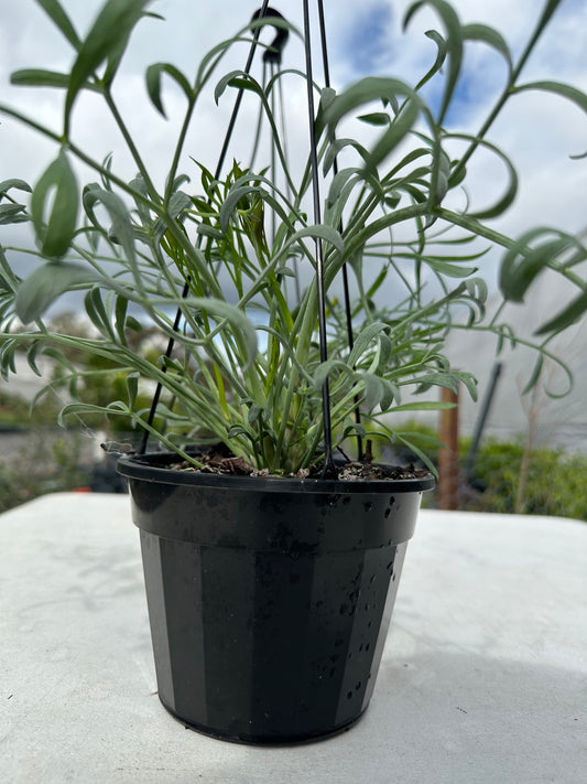 Rock Samphire (Sea Fennel) - 140mm Pots