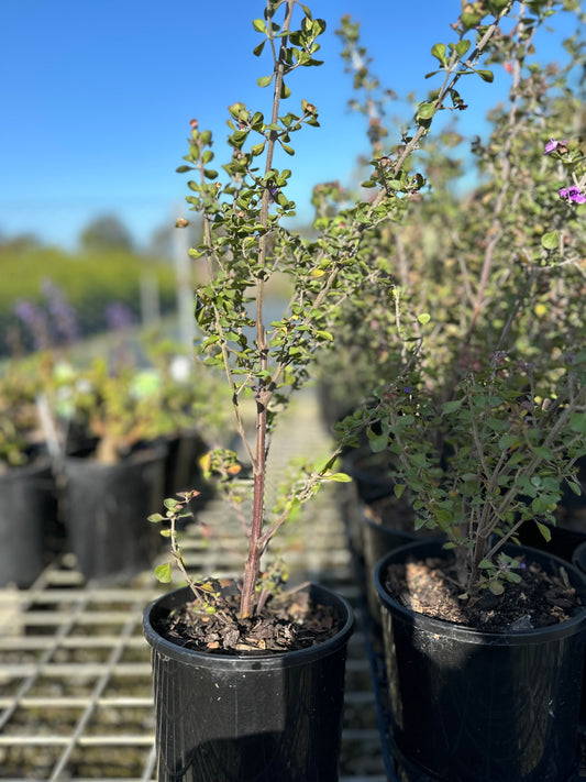 Australian Native Oregano Herbs