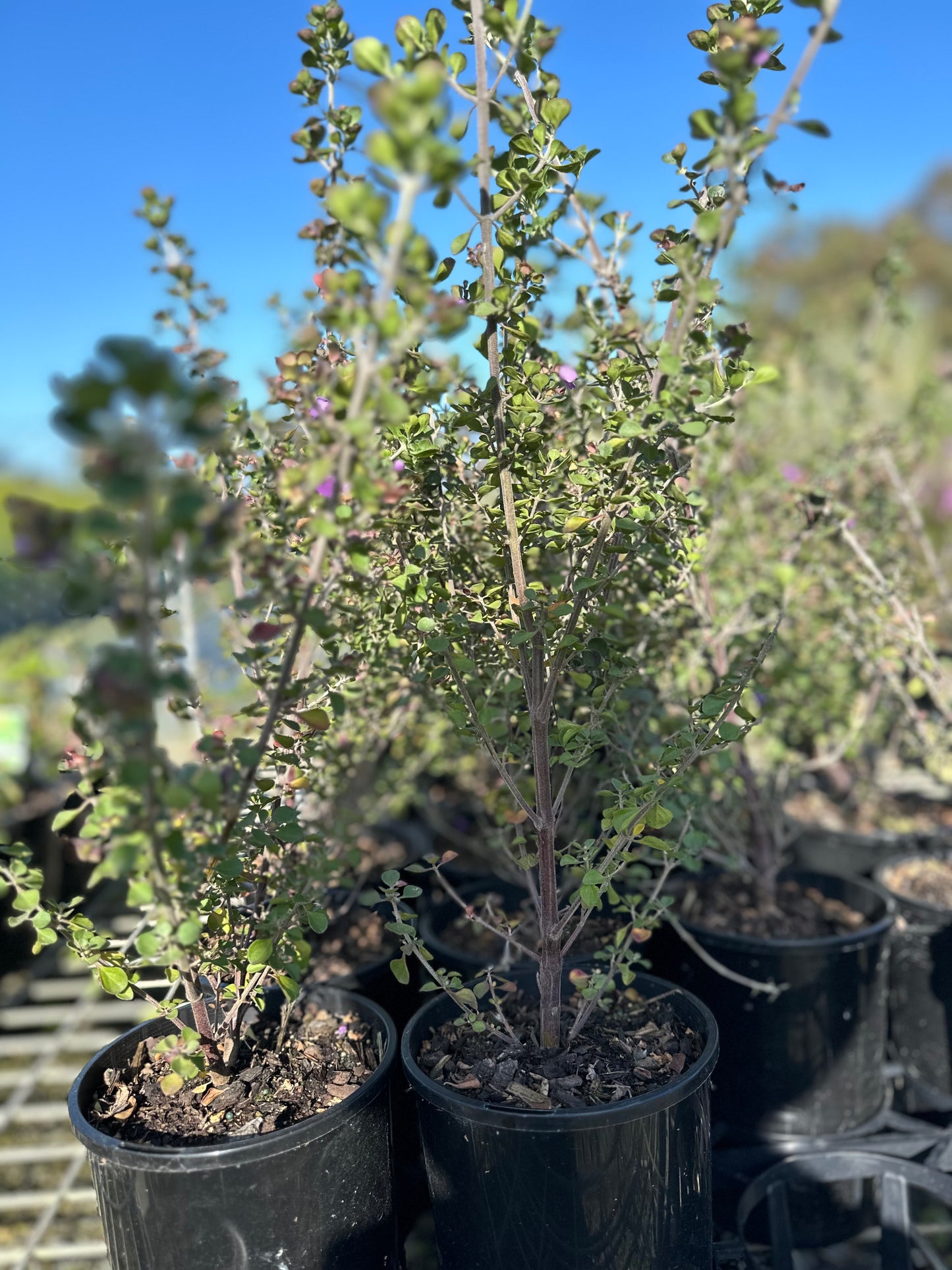 Australian Native Oregano Herbs