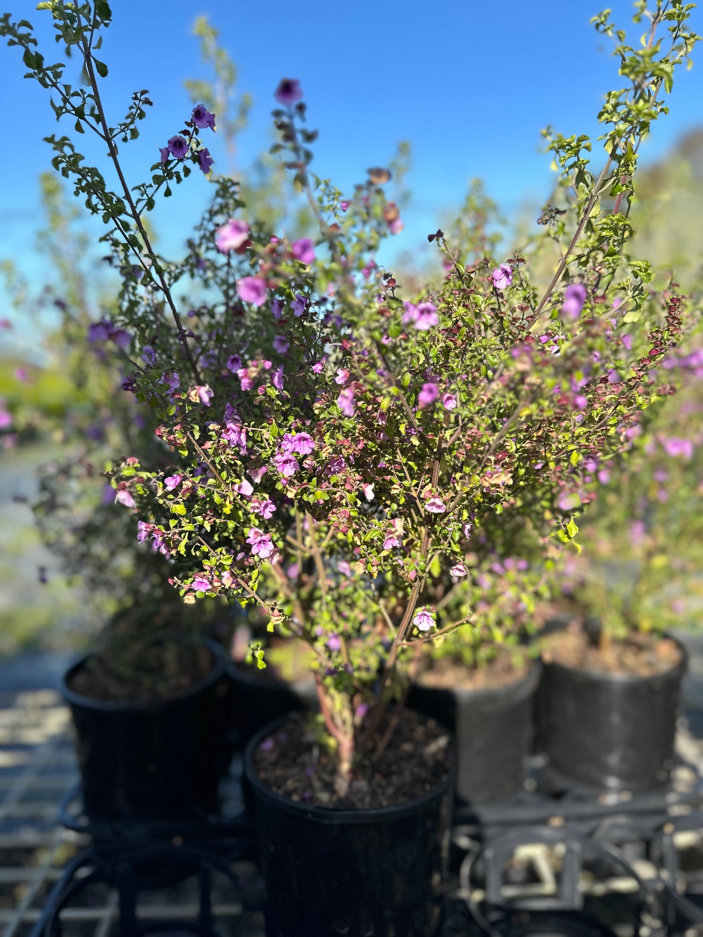 Australian Native Thyme Herbs