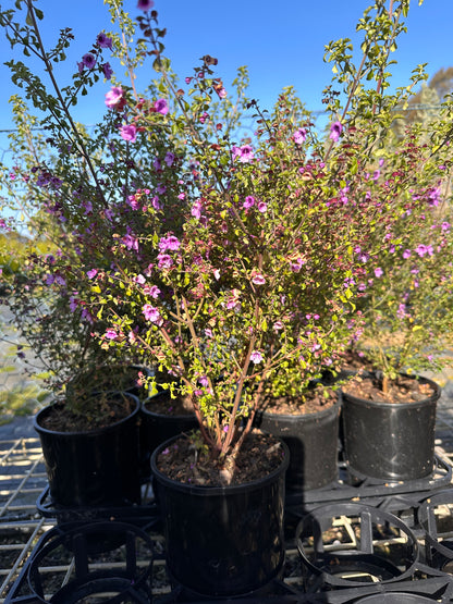 Australian Native Thyme Herbs