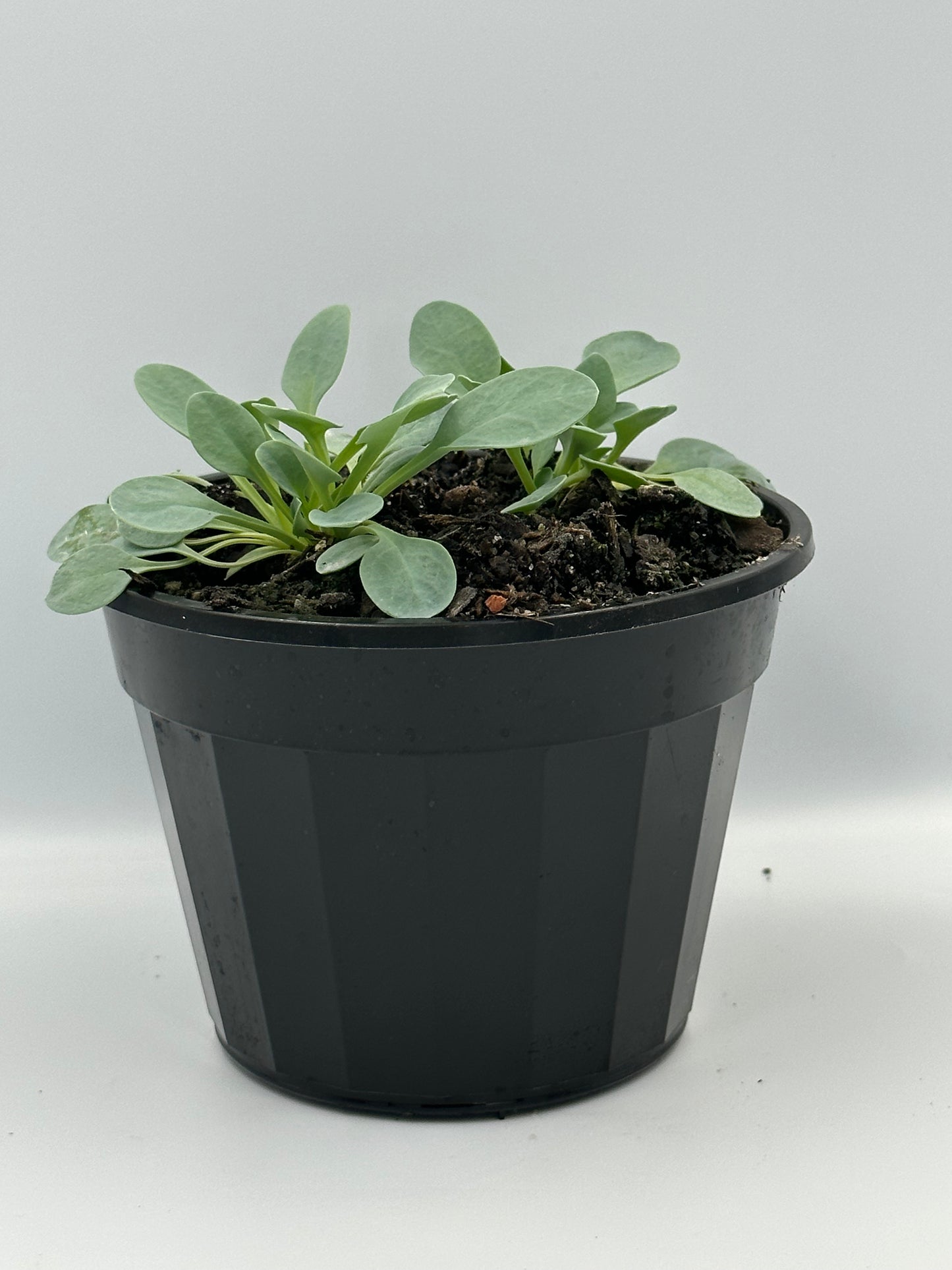 Oyster Leaves - Hanging Pot (115mm)