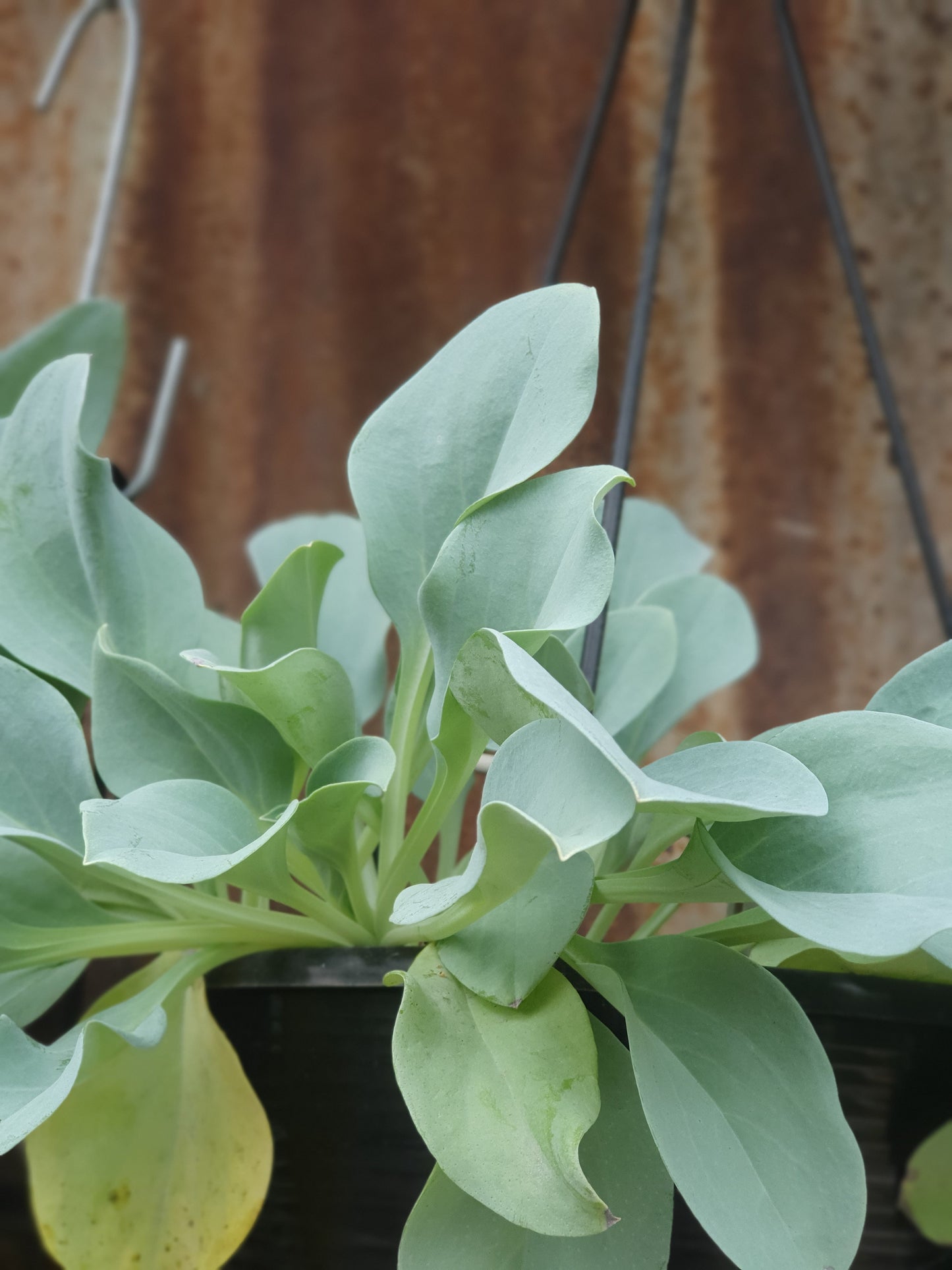 Oyster Leaves - Hanging Pot (115mm)