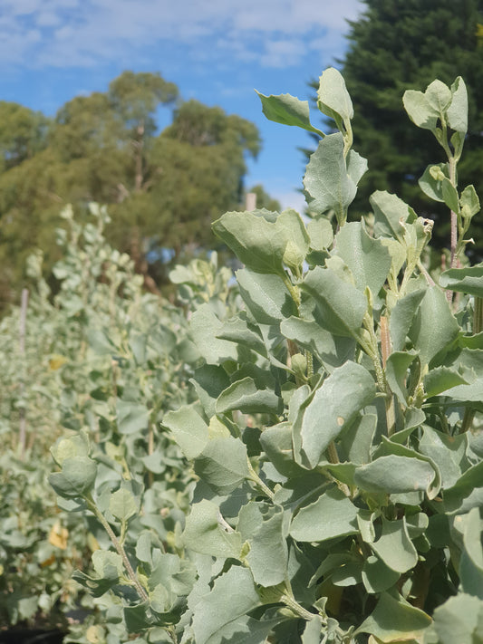 Seeds -  Oldman Salt Bush